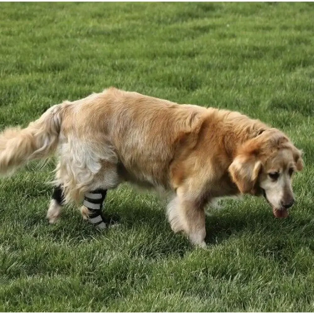 Dog Rear Leg Knee Braces - Pair - Hock Joint Wrap Support Injuries Size Medium